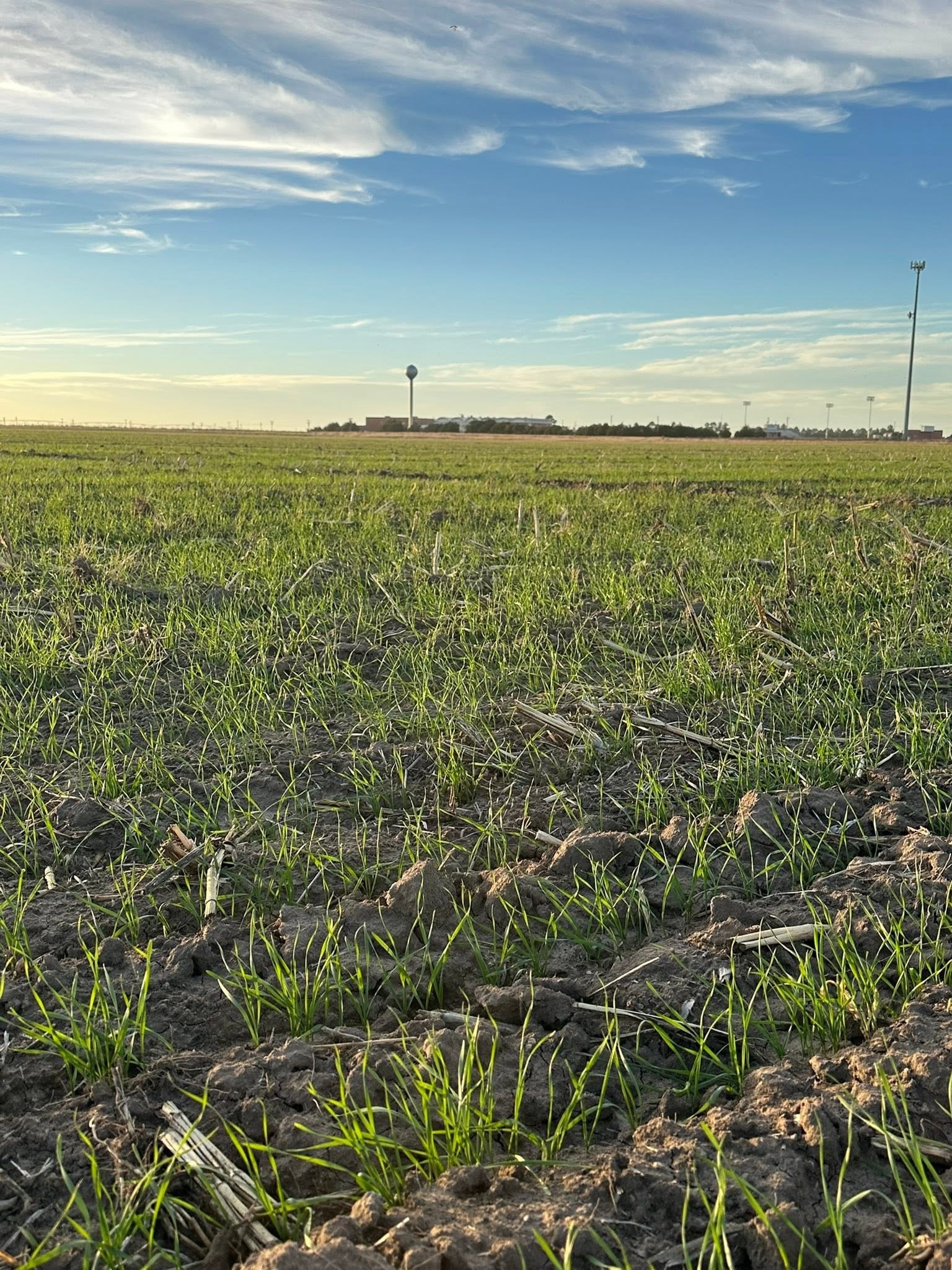 Young corn crop growing in flat farmland